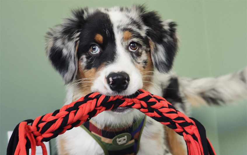 ¿La Guardería es buena para todos los perros?