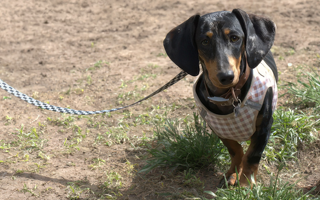 clases especiales de educacion basica