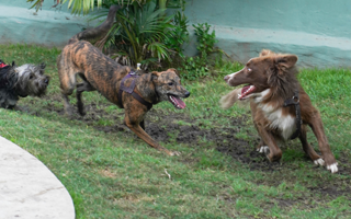 clases especiales de socializacion