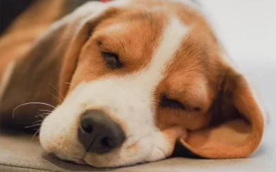 La importancia del descanso en el bienestar canino