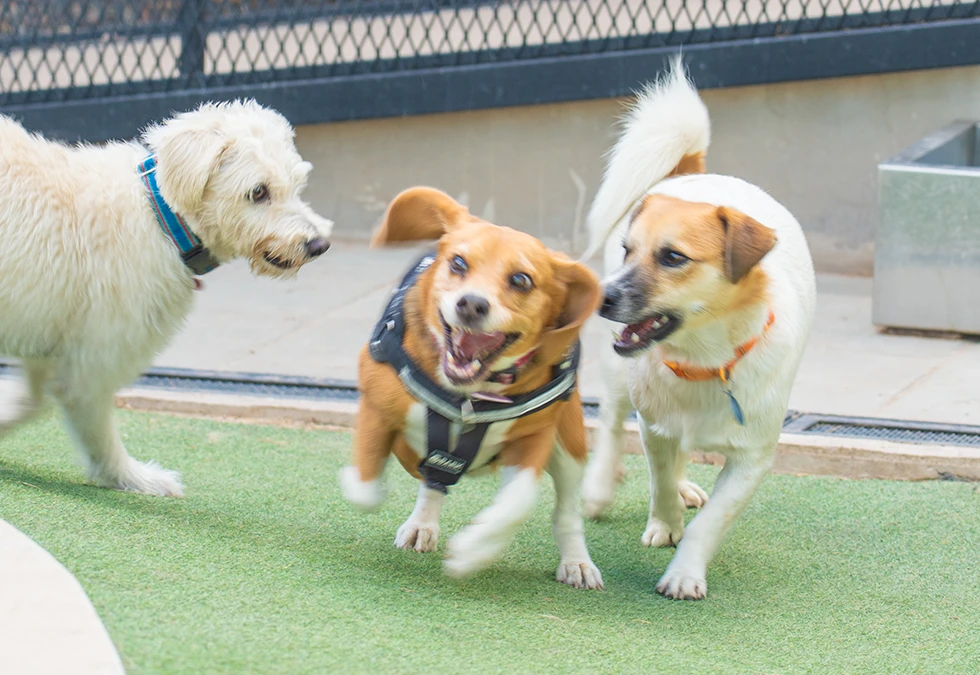 Cómo preparar a tu perro para la hotelería