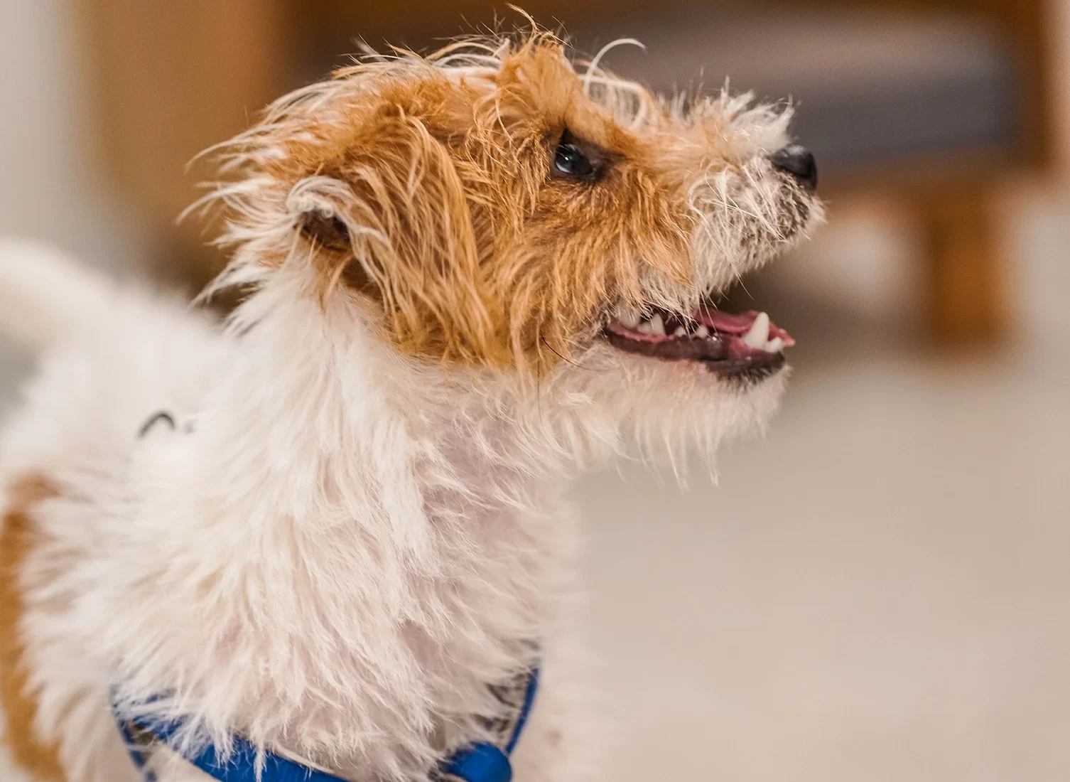 talleres para cachorro