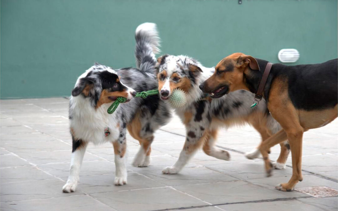 Wauhaus : Espacio de desarrollo canino