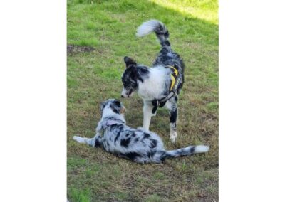 Wauhaus : Espacio de desarrollo canino