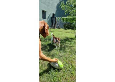 Wauhaus : Espacio de desarrollo canino