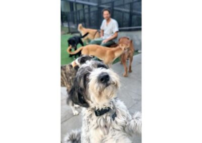 Wauhaus : Espacio de desarrollo canino